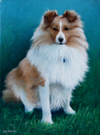 oil on canvas portrait of sheltie dog long hair brown white