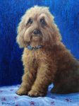 puppy oil on canvas portrait medium hair golden brown