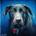head portrait of old black dog red collar